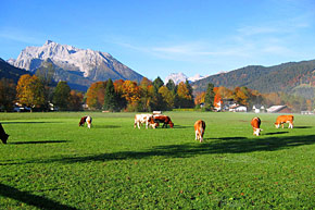 Kühe auf den Wiesen von Schönau am Königssee.